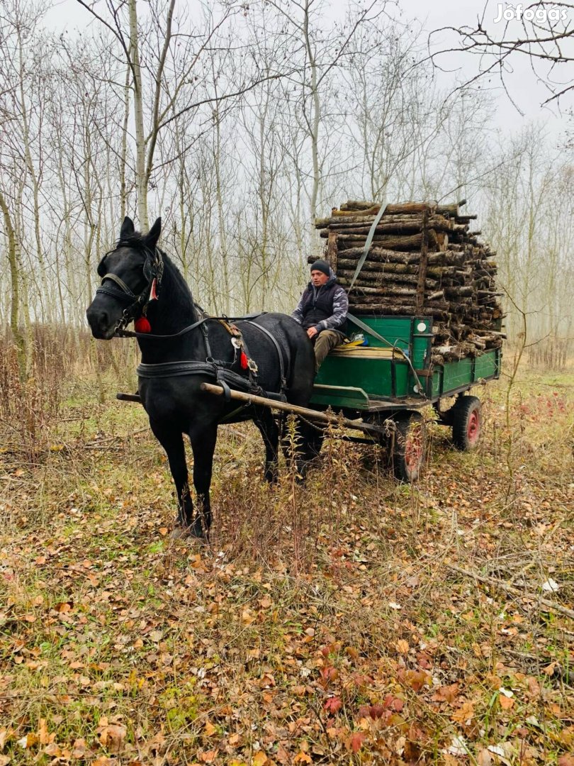 Eladó  5 éves vemhes kanca. Bár milyen munkába jártas.  