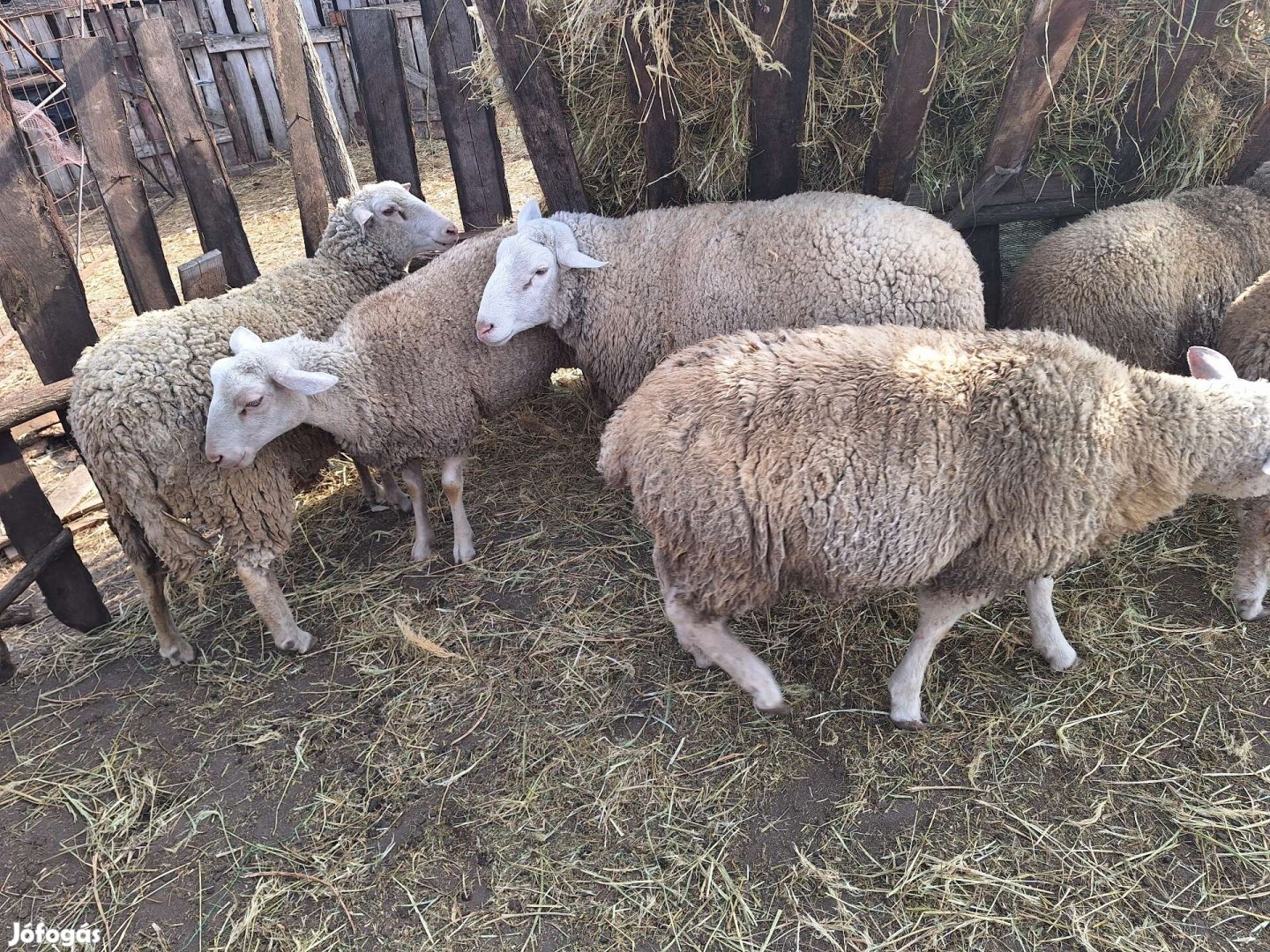 Eladó 7 db Juh