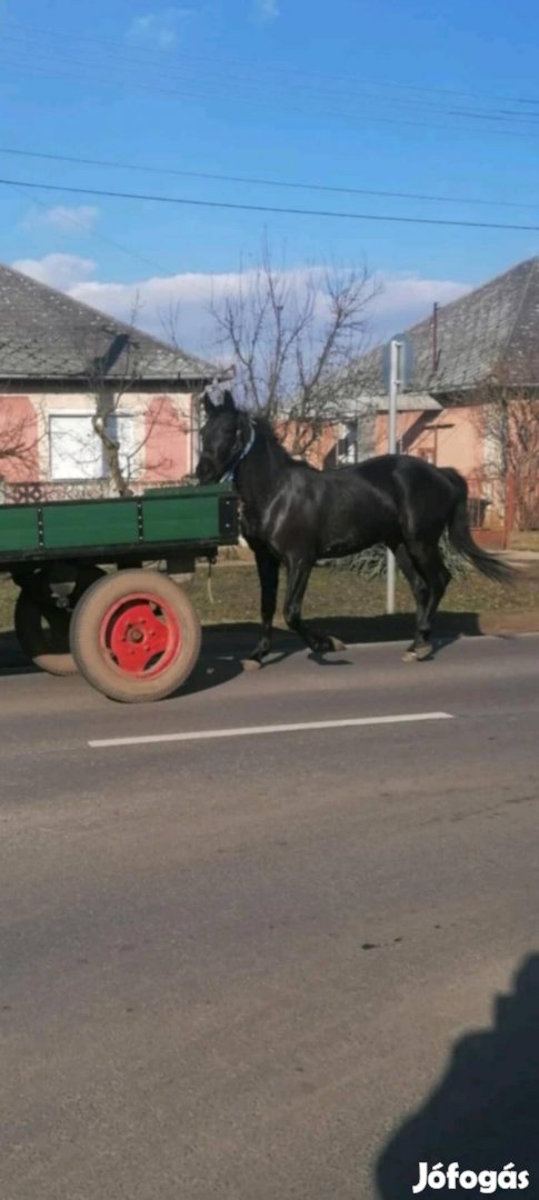 Előnézeti kép