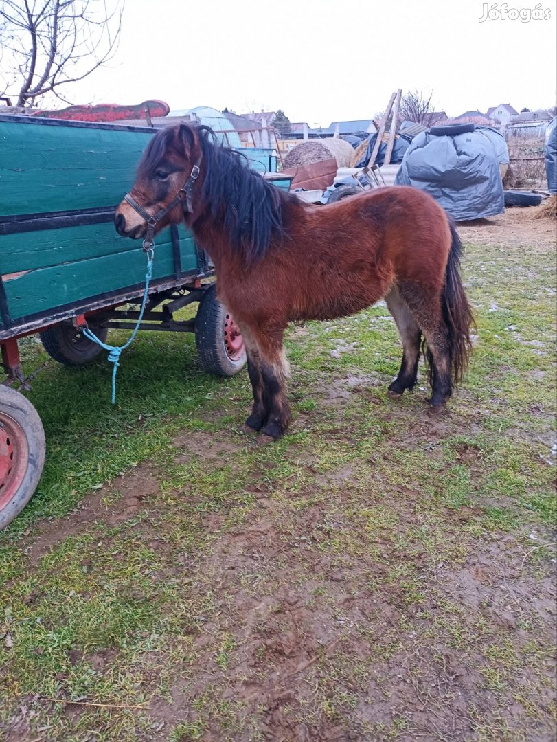 Eladó, cserelhető..