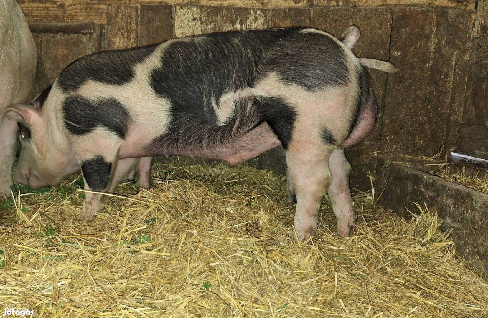 Eladó, cserélhető aktív pietrain kan südő