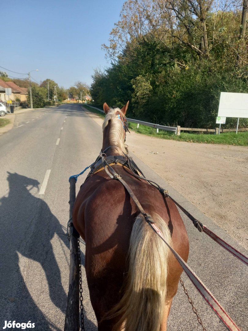 Eladó  földmunkaban jartas  egyes kocsis 