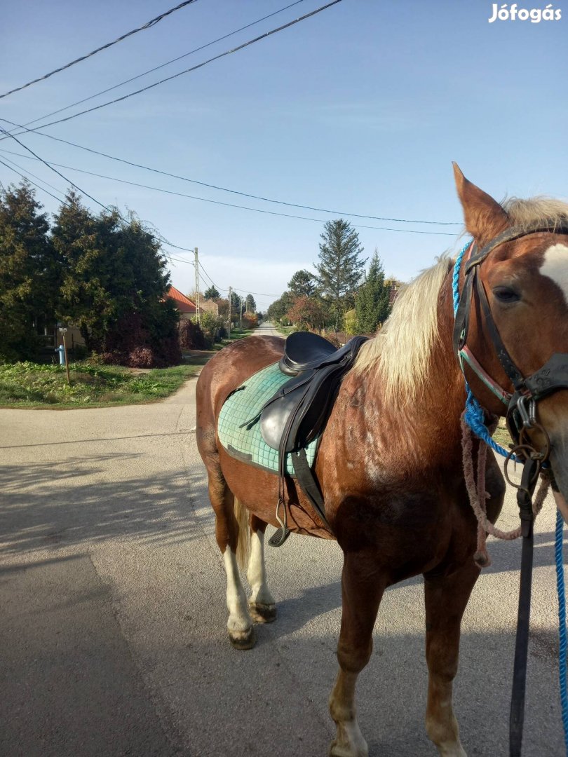 Eladó  földmunkaban jartas men 