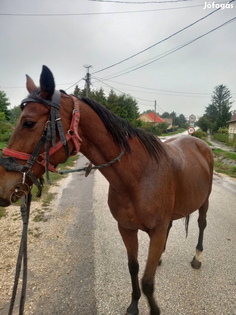 Eladó  kanca ló  lóutlevelel 