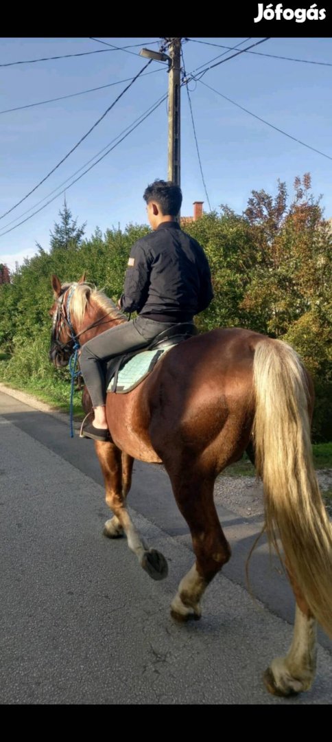 Elado  kocsis lovagolhato ló 