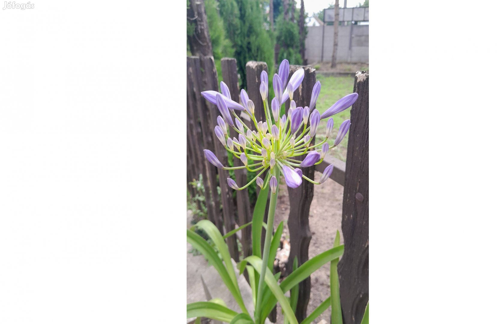 Eladó, most nyíló kék színű szerelemvirág, agapanthus