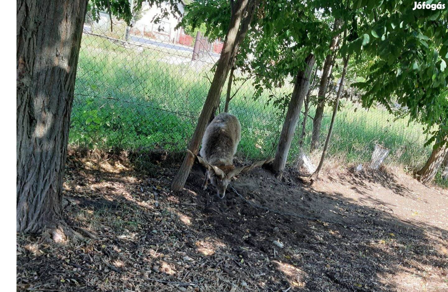 Eladó, rackakos és anya egyben. 50 ezerért. termény csere is érdekel