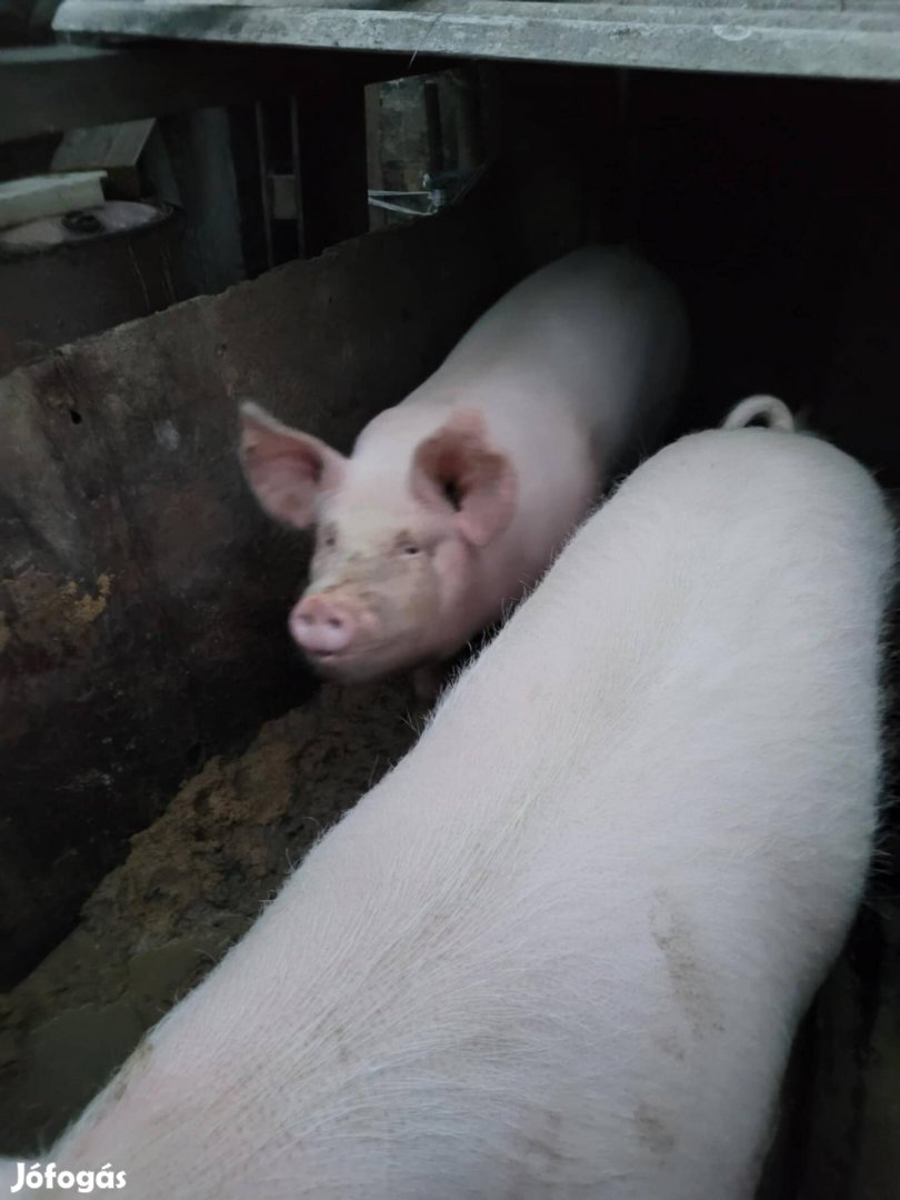 Eladó sertés