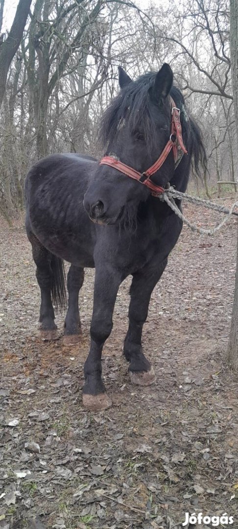 Eladó  v csere ló és lovaskocsi