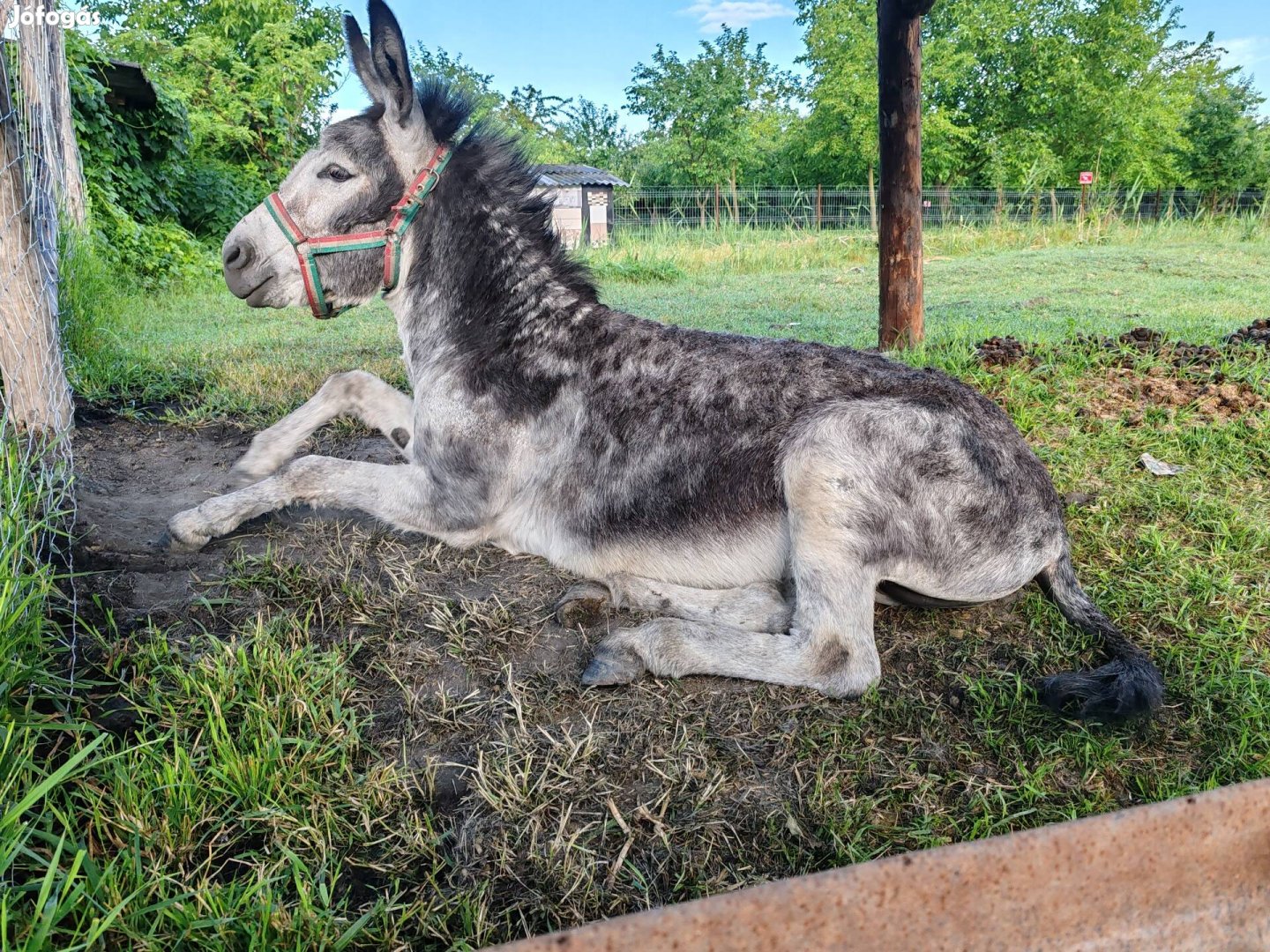 Eladó, vagy cserélhető 6 éves csődör szamár