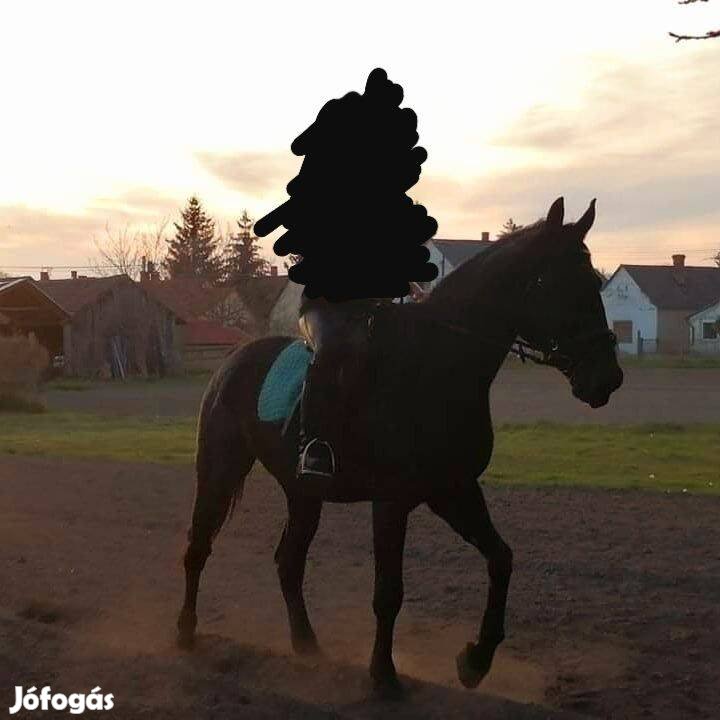 Eladó a képeken látható ló