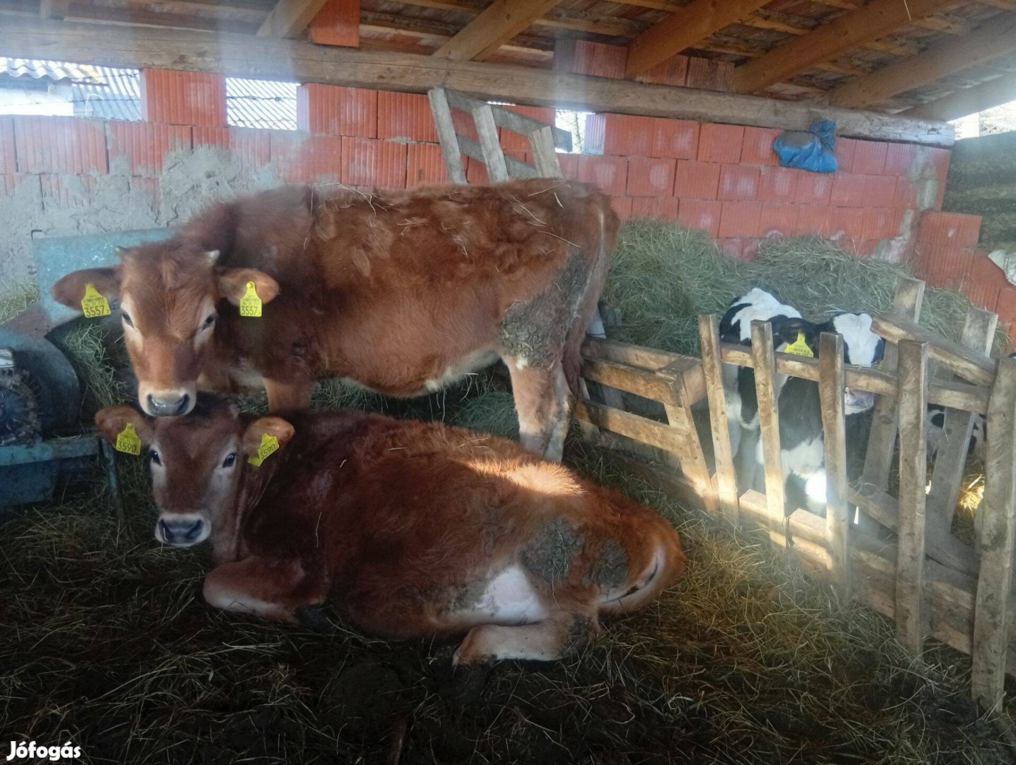 Eladó a képeken látható üszök