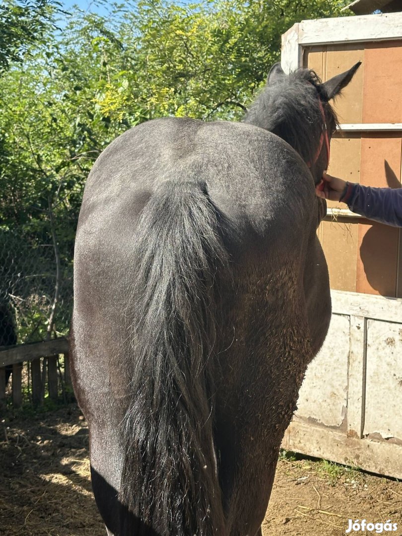 Eladó a képen látható 20 hónapos hidegvérű herélt csikó.