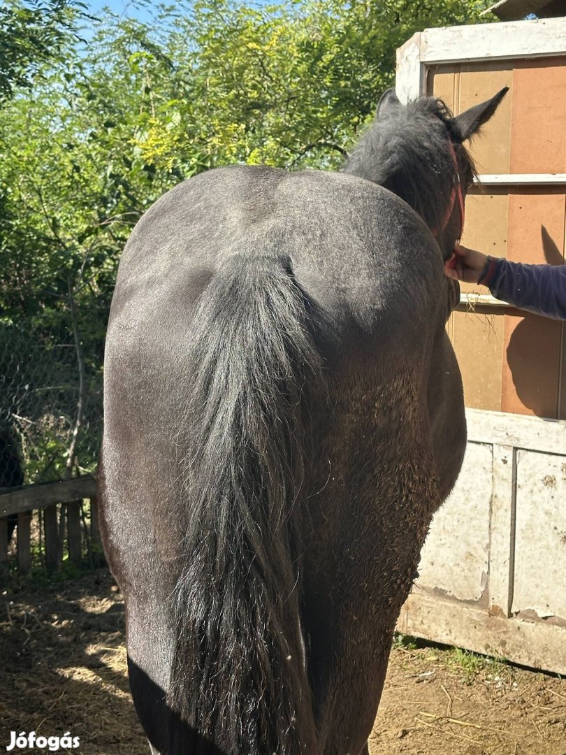 Eladó a képen látható 20 hónapos hidegvérű herélt csikó.