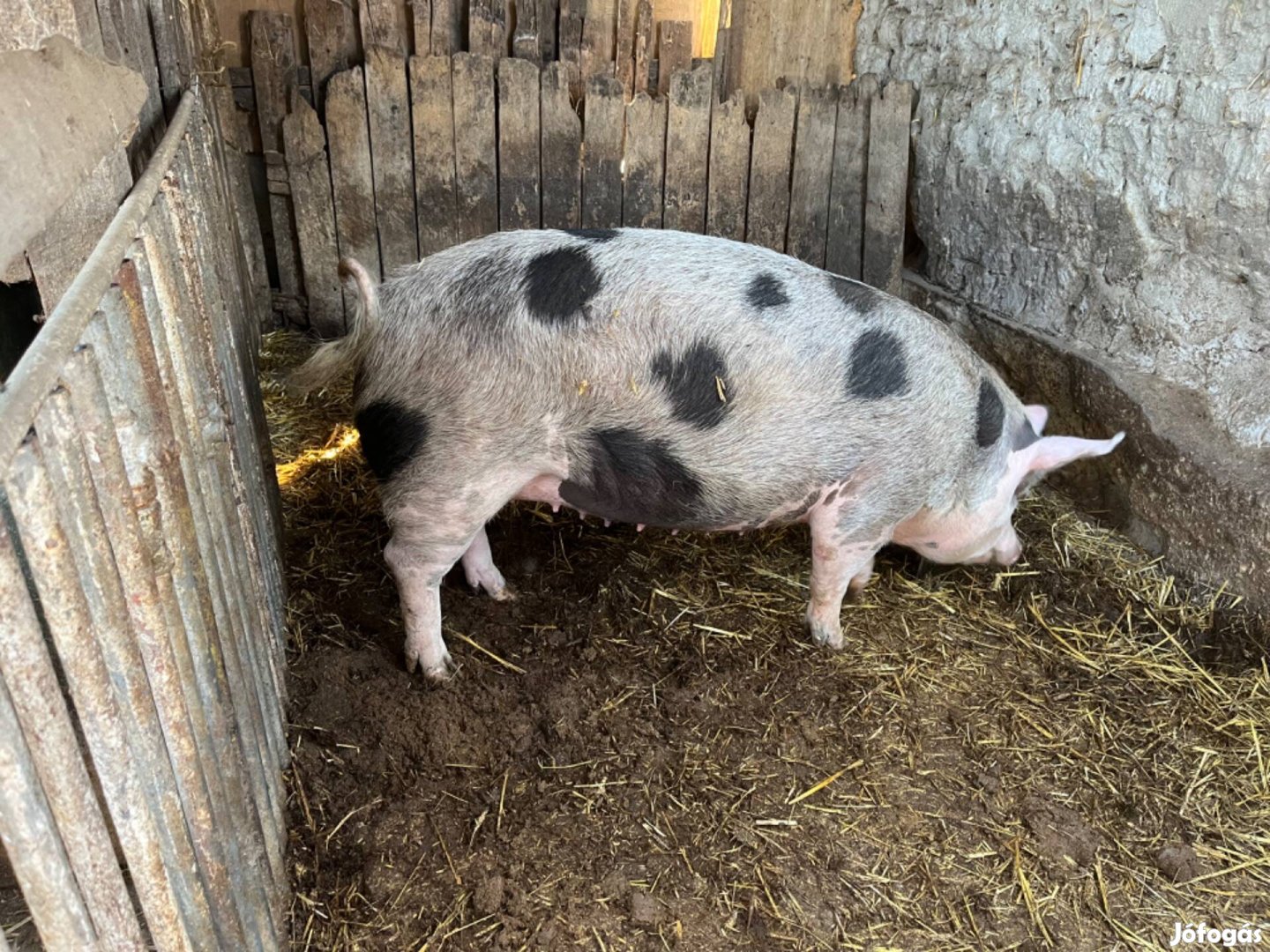 Eladó a képen látható hízó