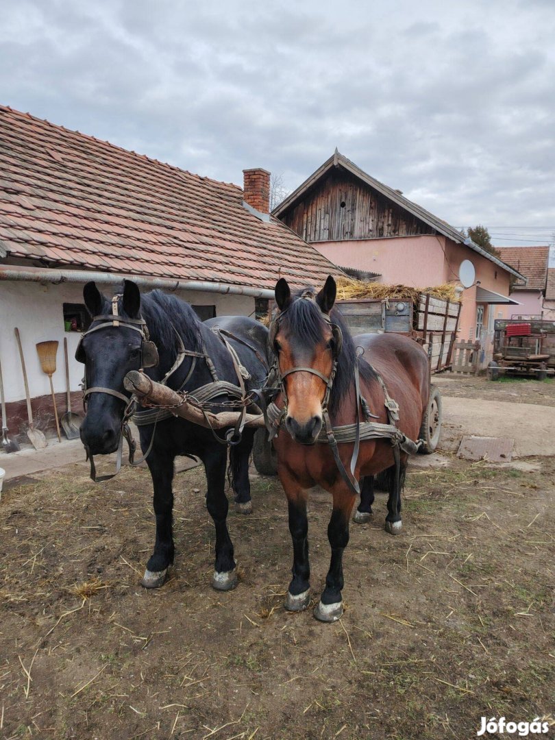 Eladó a képen látható lovak