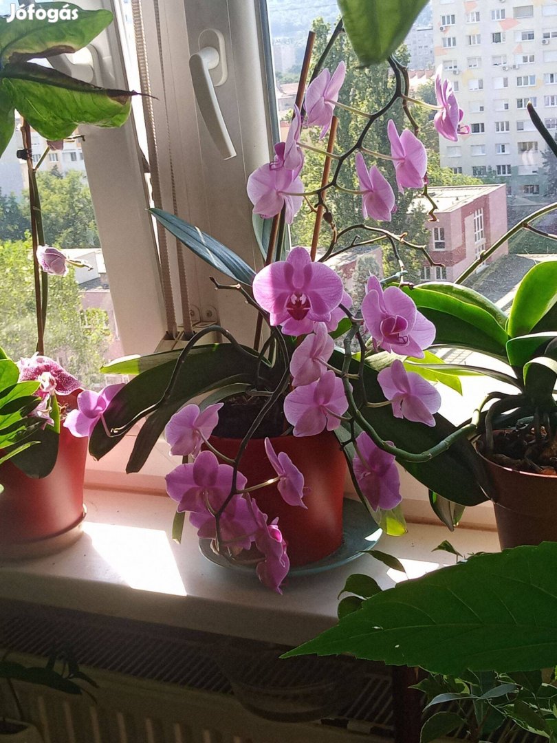 Eladó a képen látható orchidea! 45 cm magas. kizárolag személyes átvét