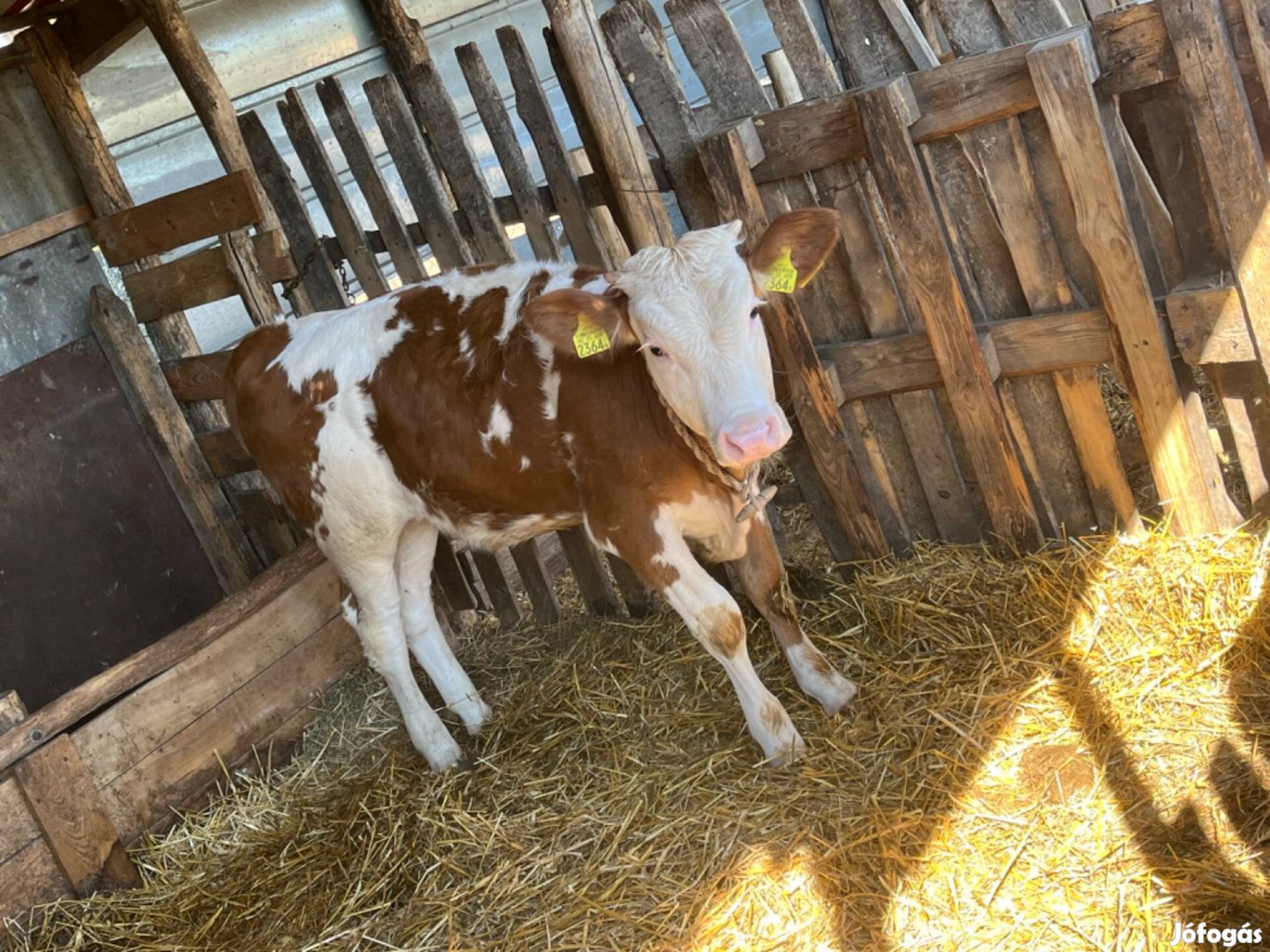 Eladó a képen látható üsző borjú