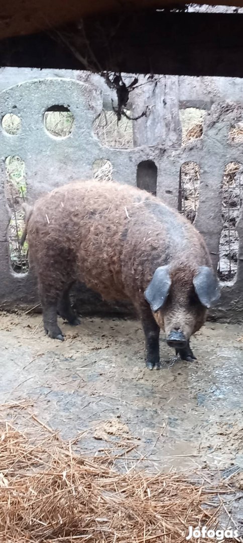 Eladó akciós mangalica x durok keverék ártánok