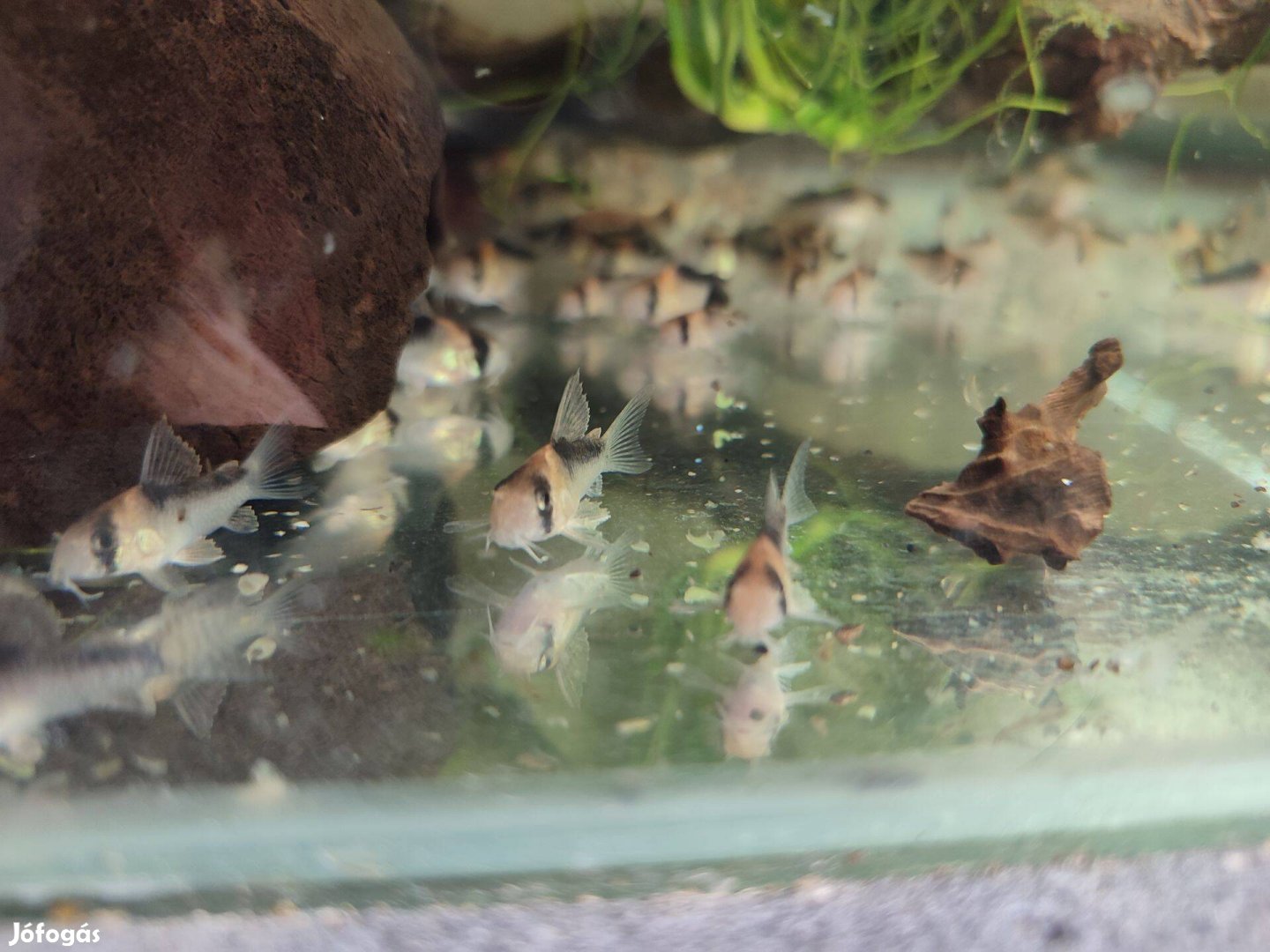 Eladó akváriumi díszhal, páncélosharcsa - Corydoras duplicareus
