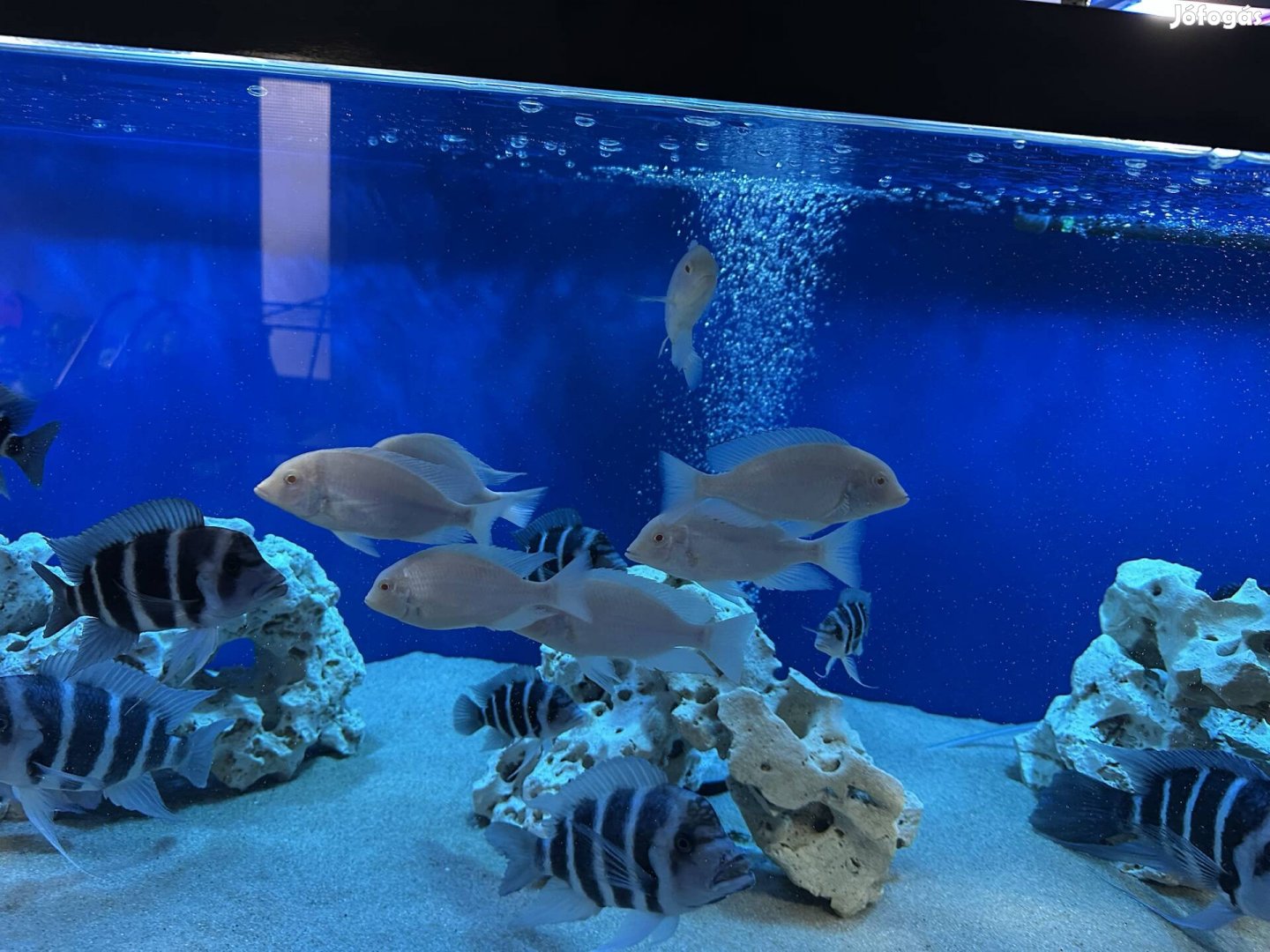 Eladó albínó delfin sügér csapat afrikai sügér!