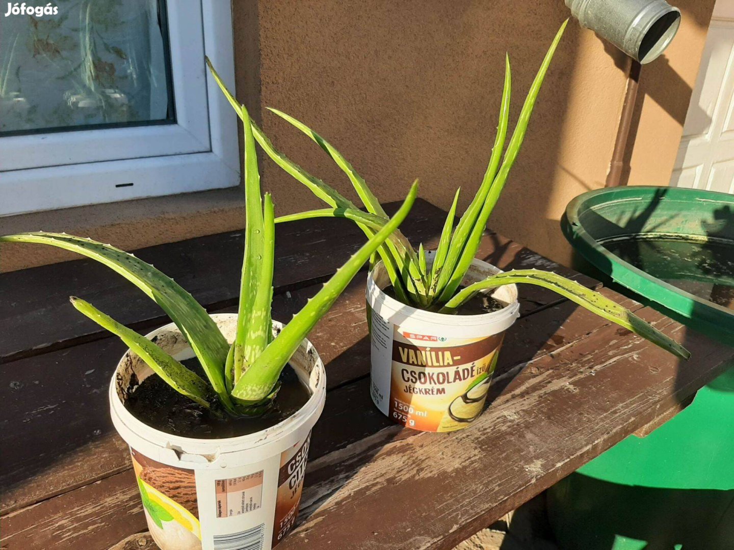 Eladó aloe vera növények