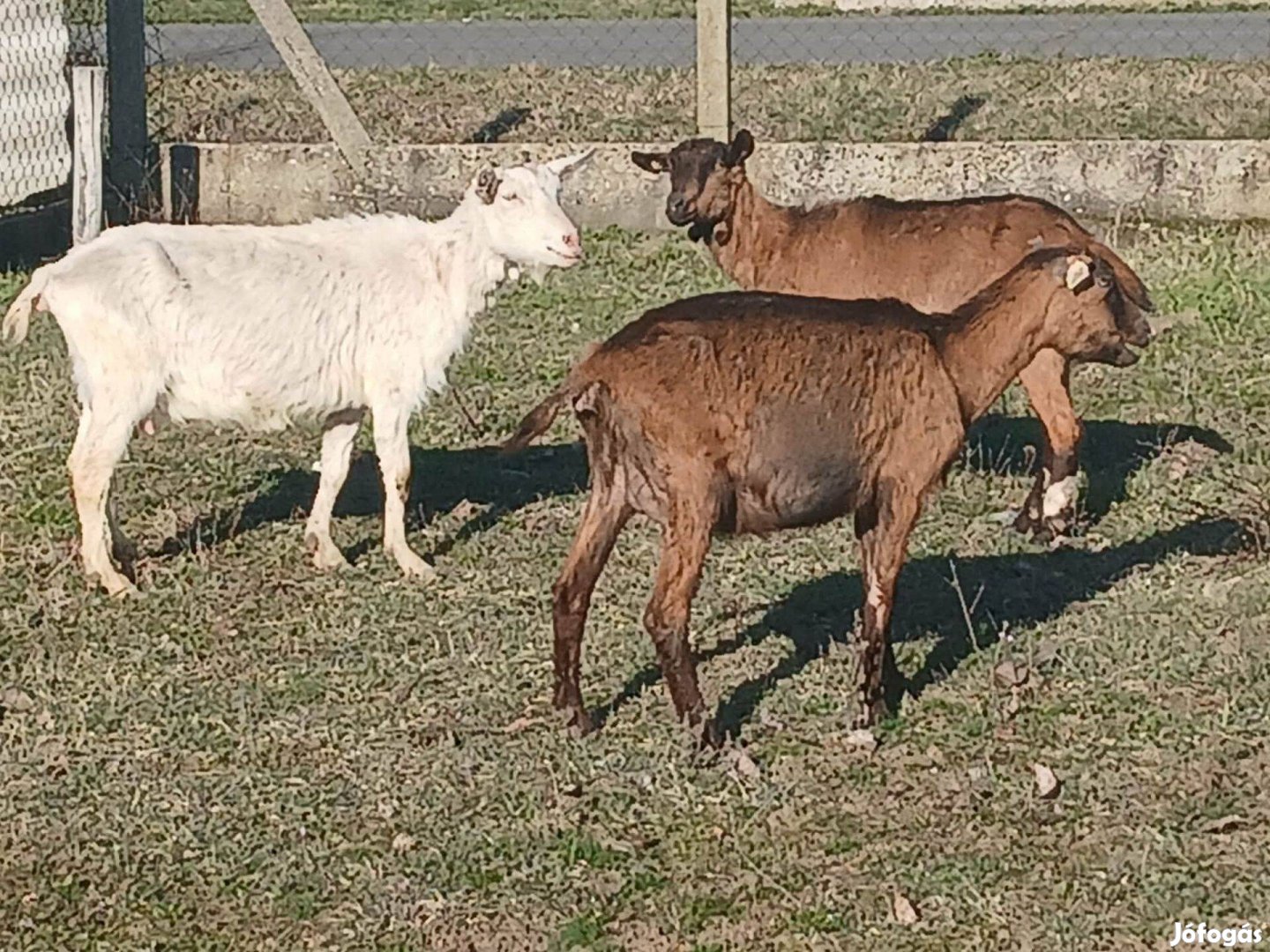 Eladó alpesi és szánentáli kecske jó tejelő állományból. Az