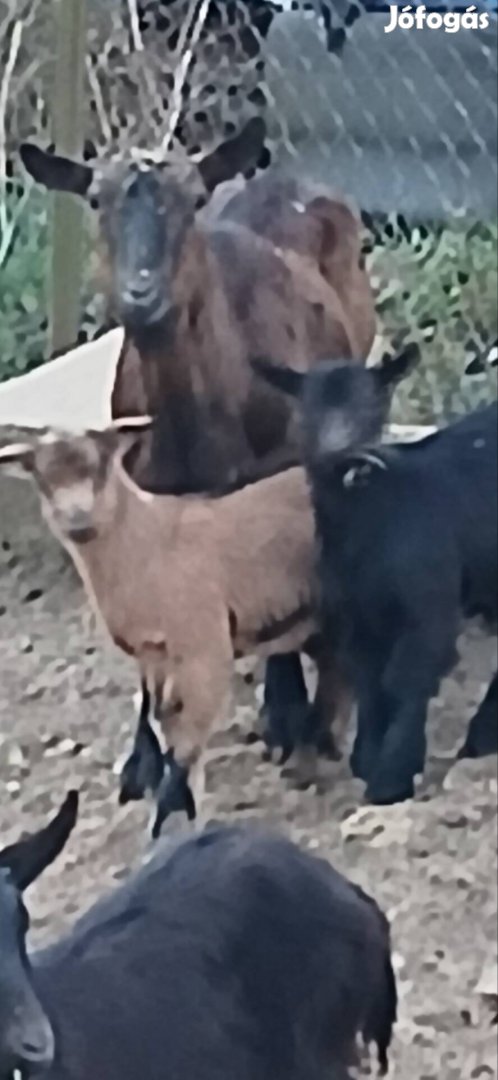 Eladó alpesi jellegű bak gidák