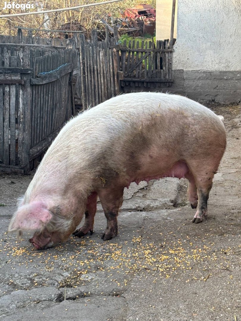 Eladó anya koca Jászszentandráson