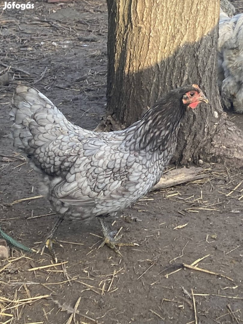 Eladó australorp tyúkok