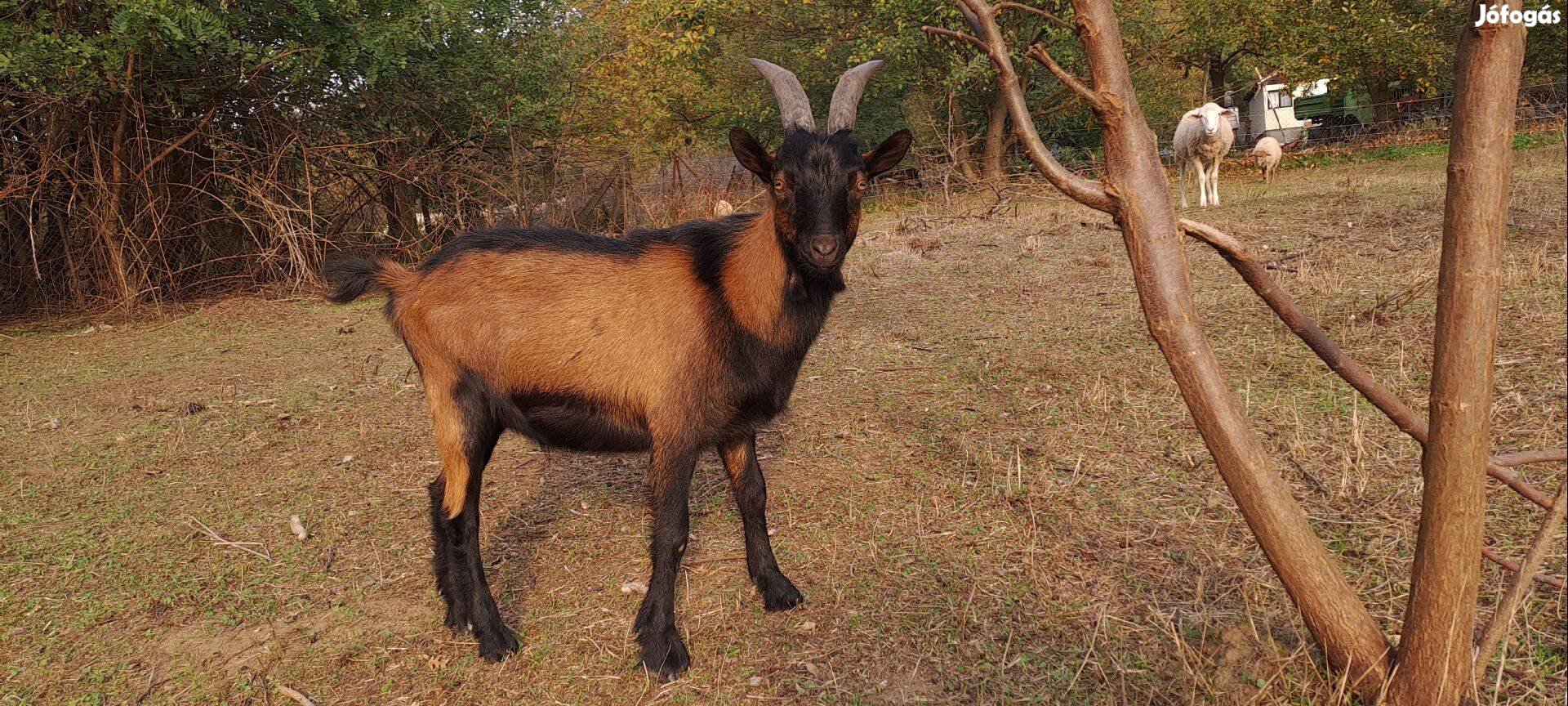 Eladó bak kecske