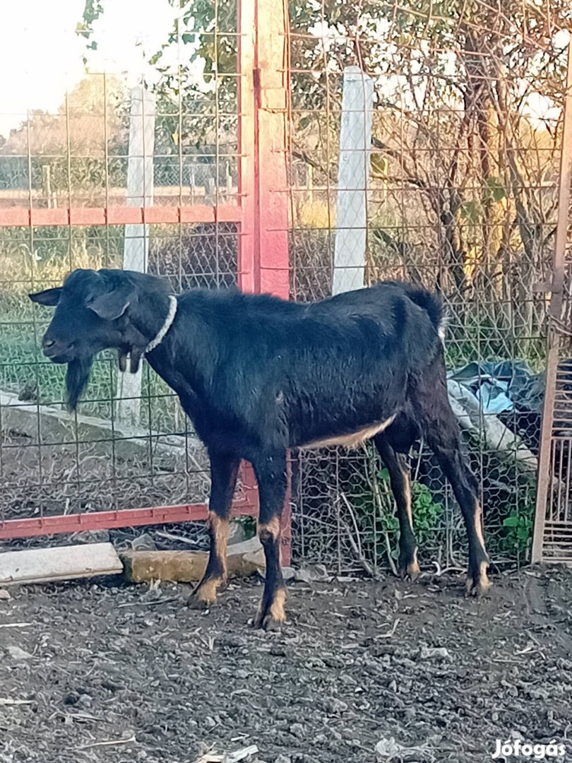 Eladó bak kecske 