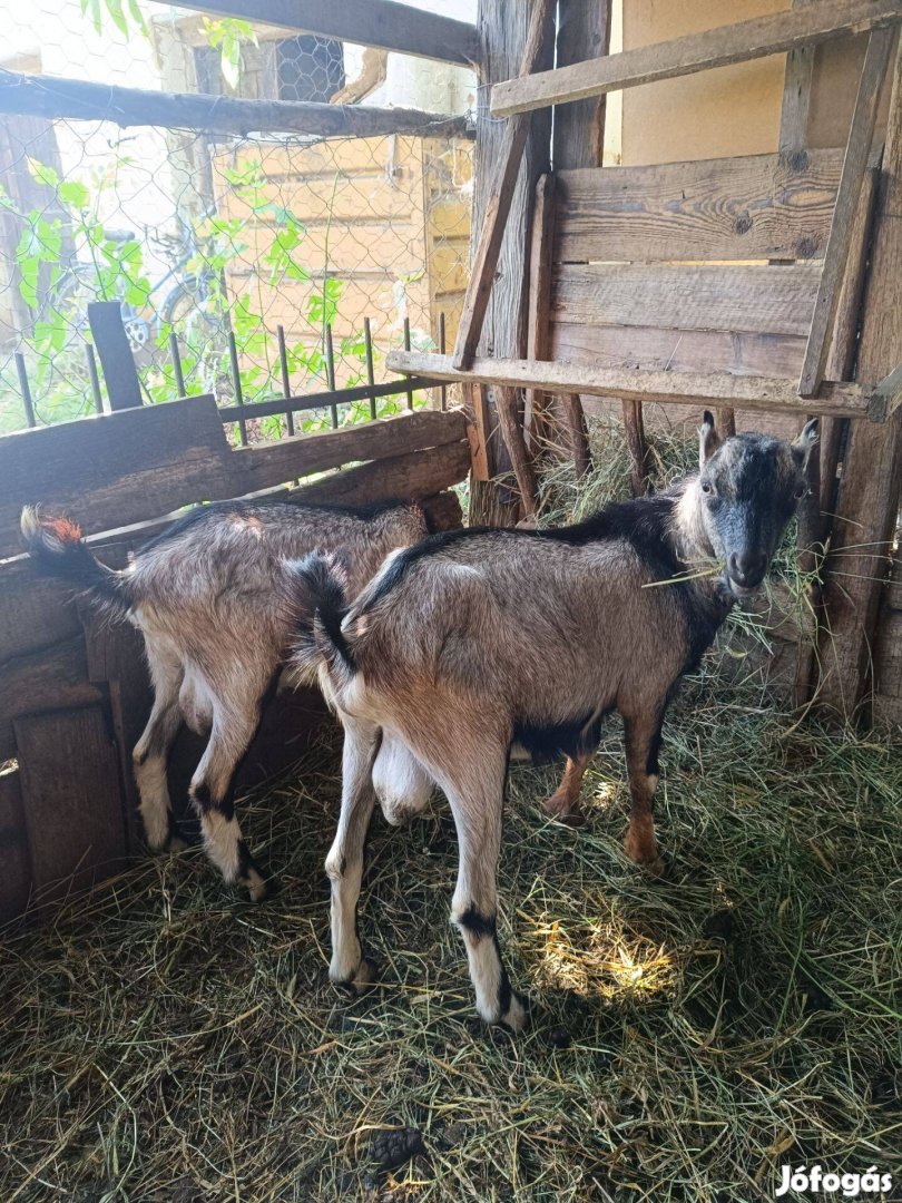 Eladó bak kecske gidák