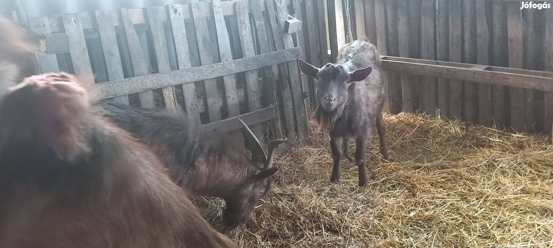 Eladó bak kecskék, ivarérettek