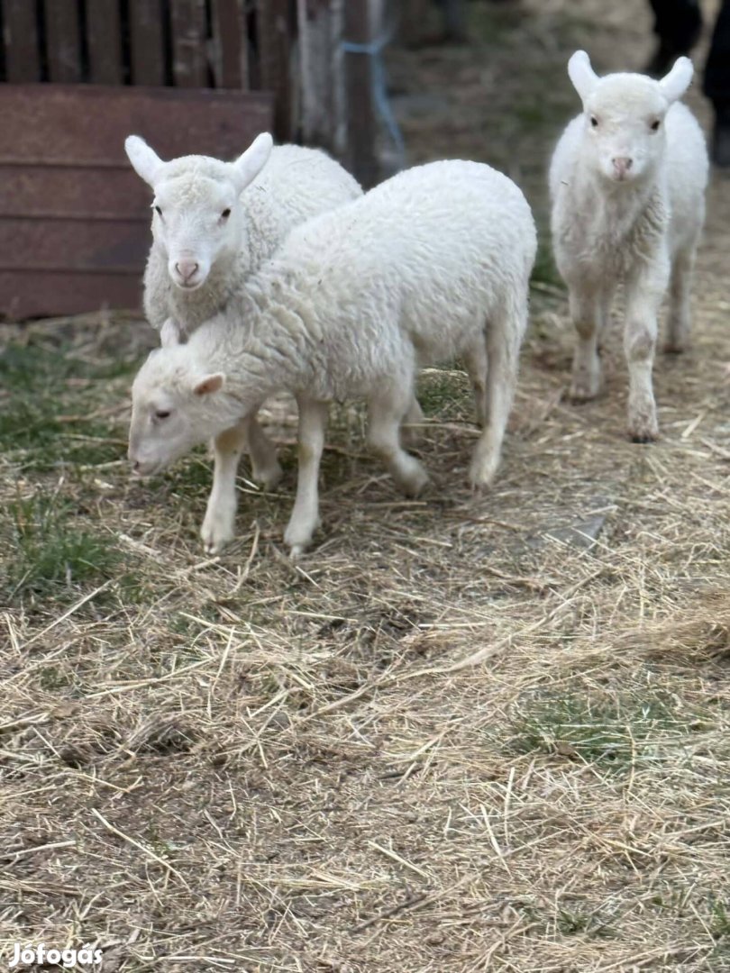 Eladó bárányok