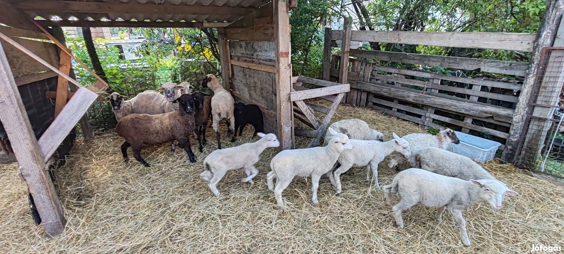 Eladó bárányok és birkák