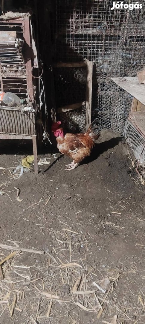 Eladó baromfi