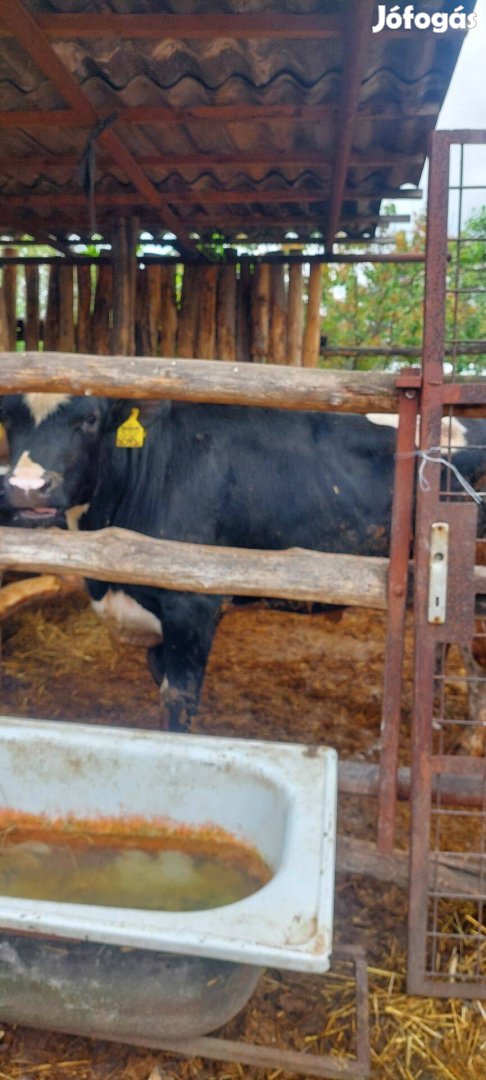 Eladó bika borju