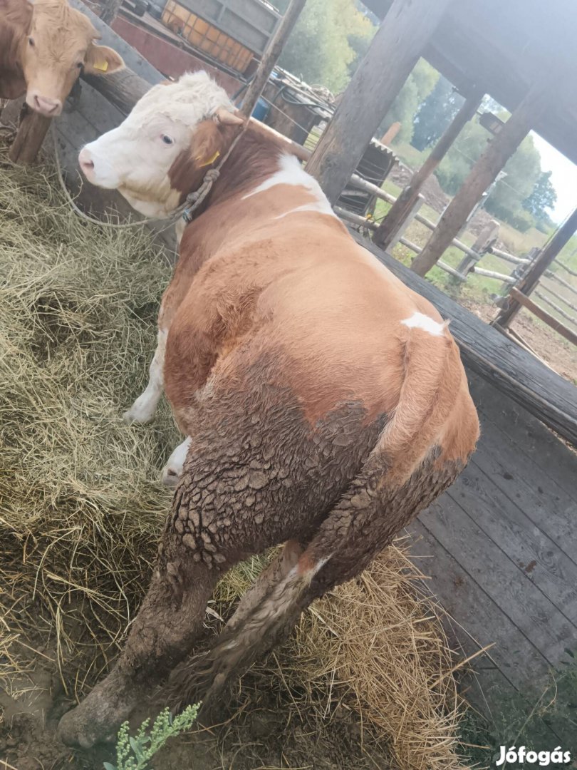 Eladó bika és üsző borjú 