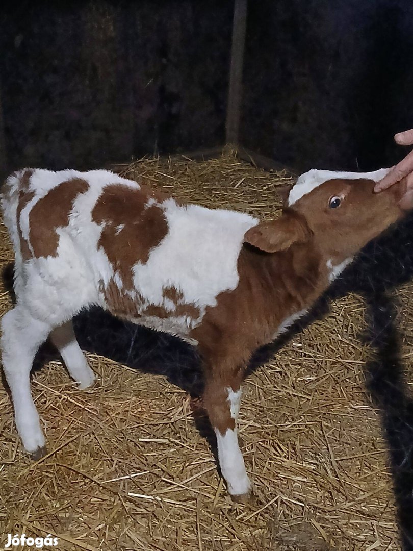 Eladó bika és üsző borjú!