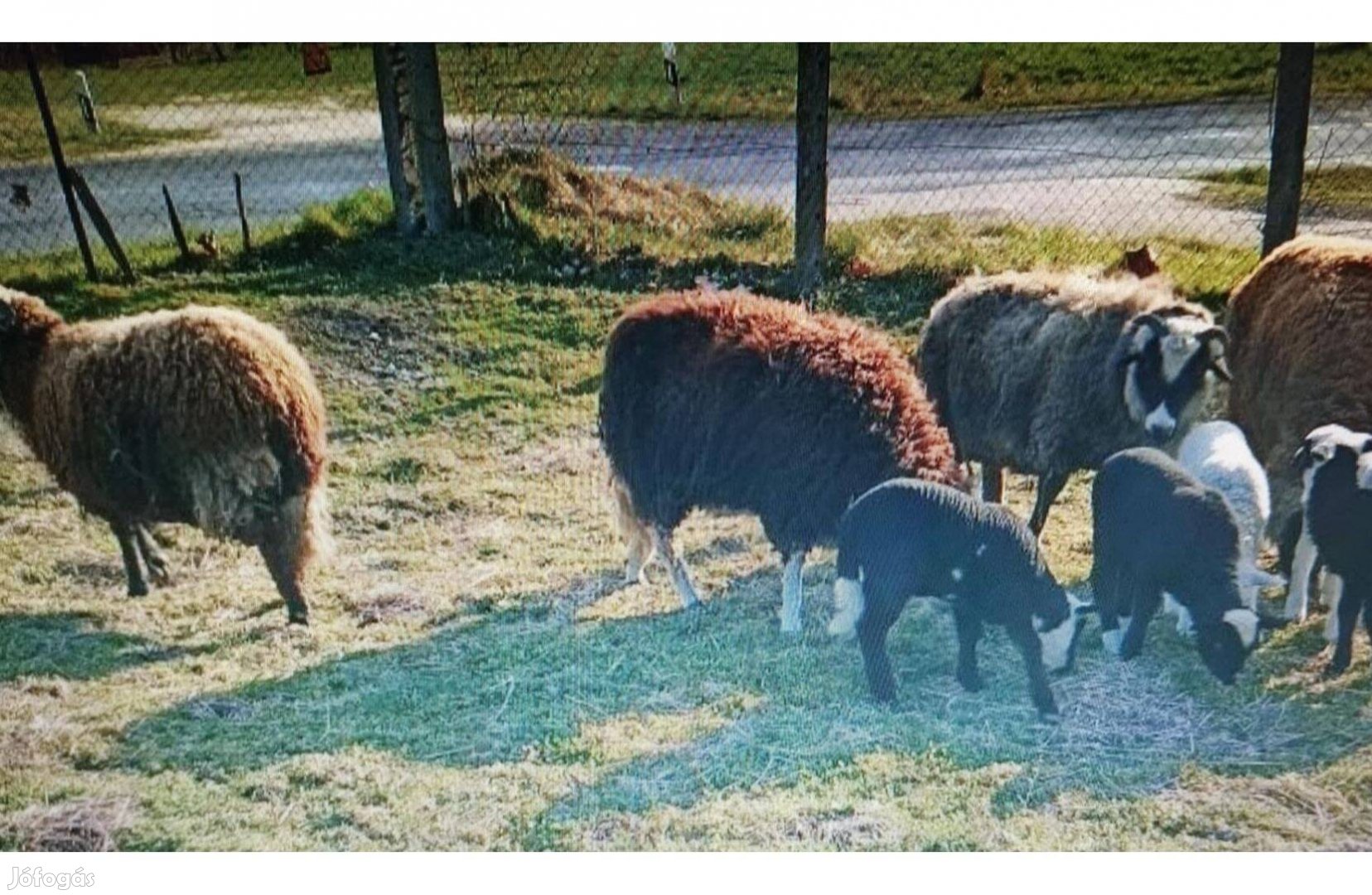 Eladó birka és bárány
