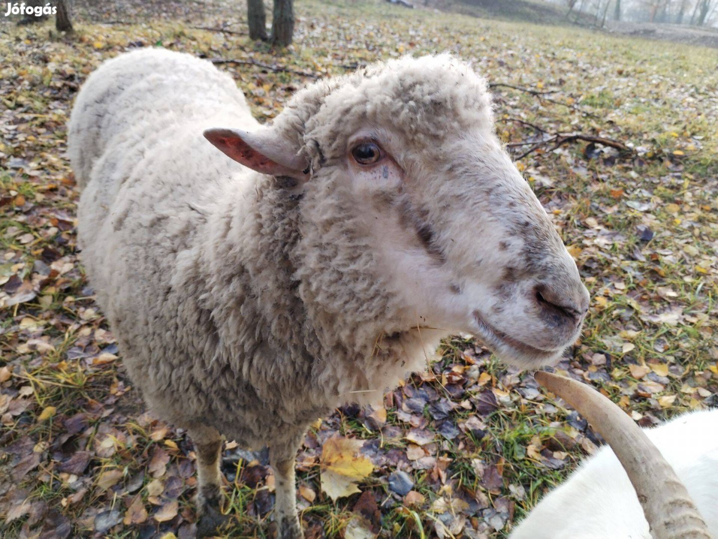 Eladó birka hús előjegyezhető