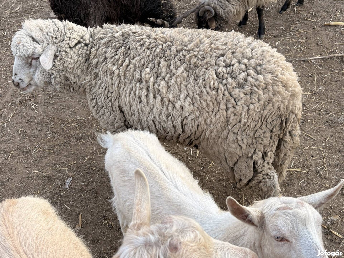 Eladó birka kos