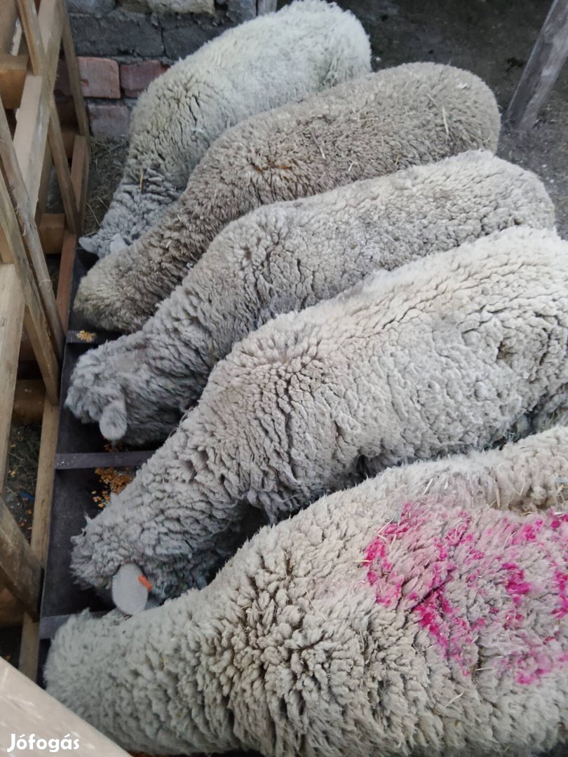 Eladó birkák