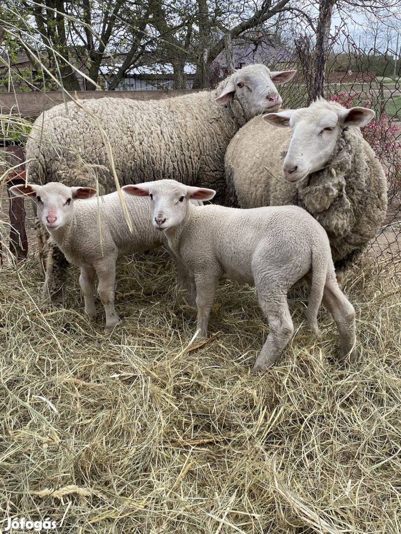 Eladó birkák