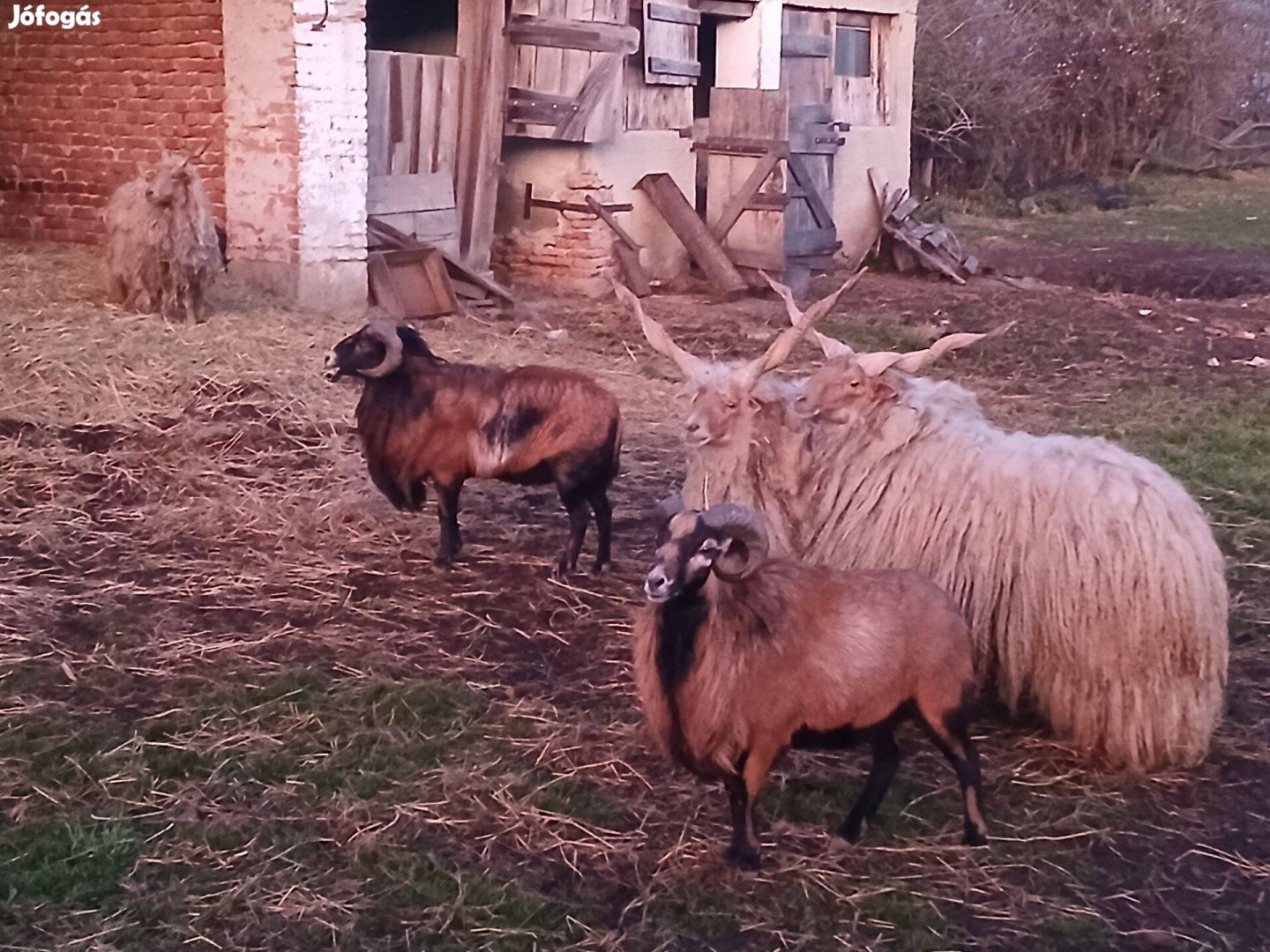 Eladó birkák becsehely