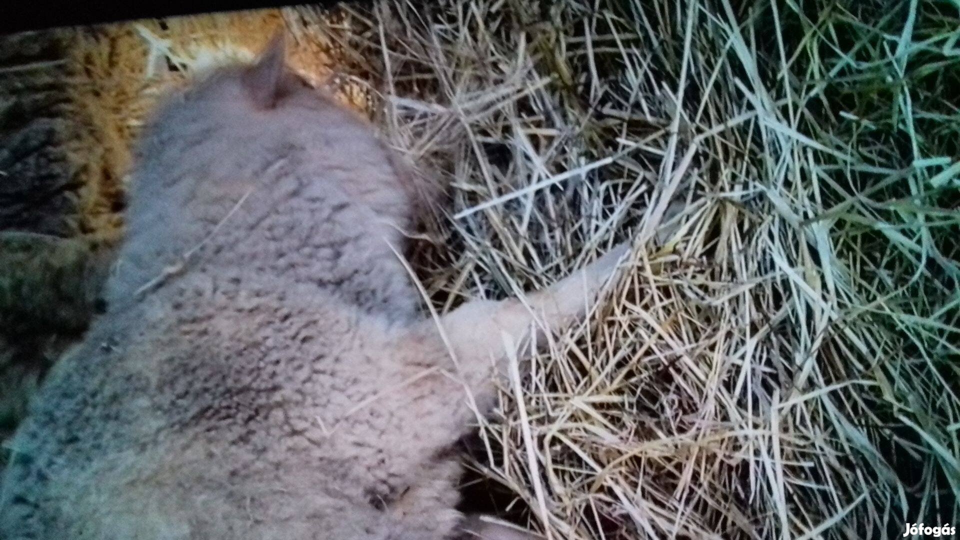 Eladó birkák,kecskék csere lehetséges