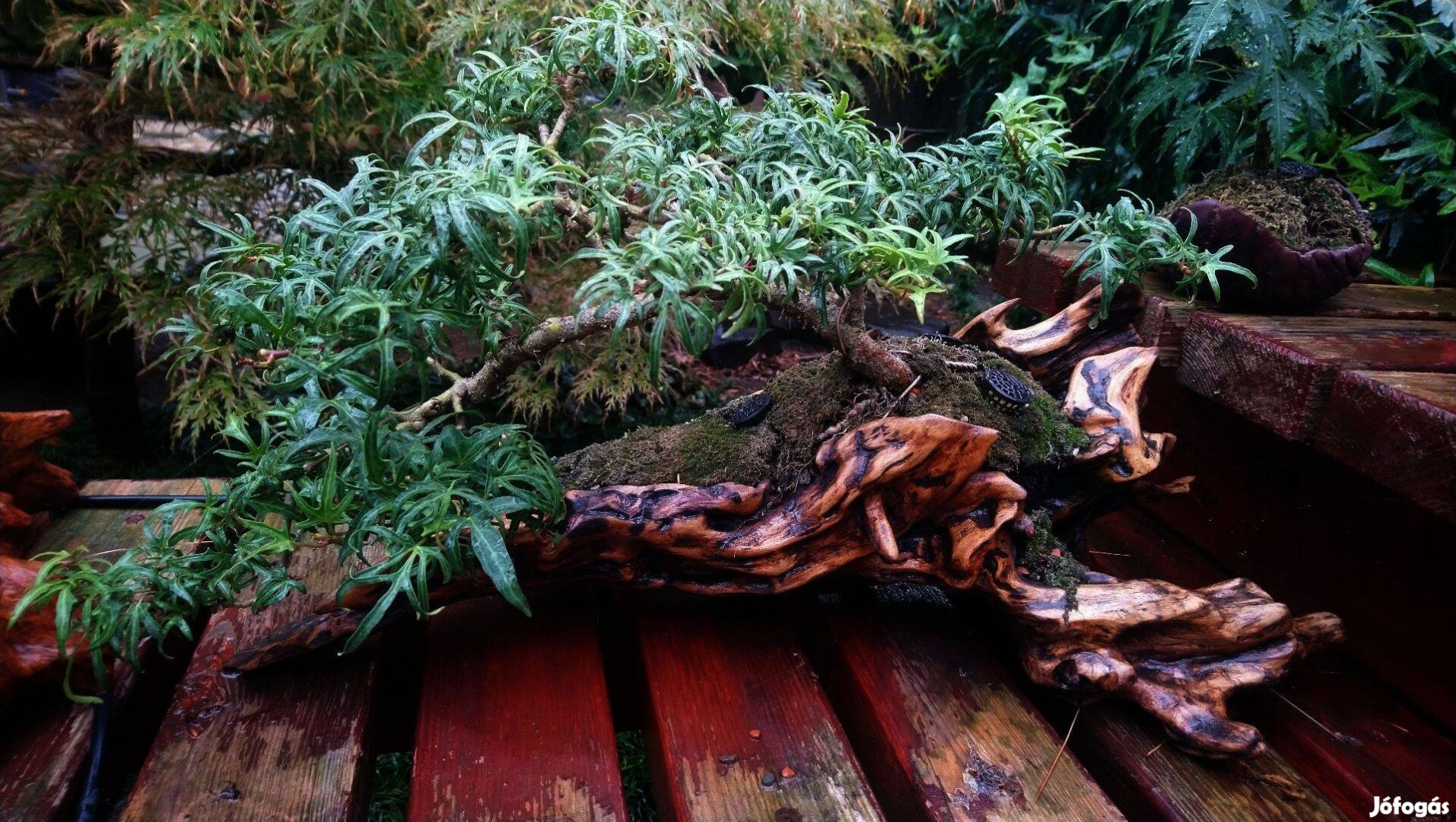 Eladó bonsai