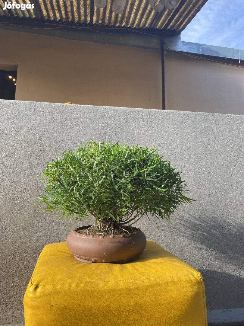 Eladó bonsai fák