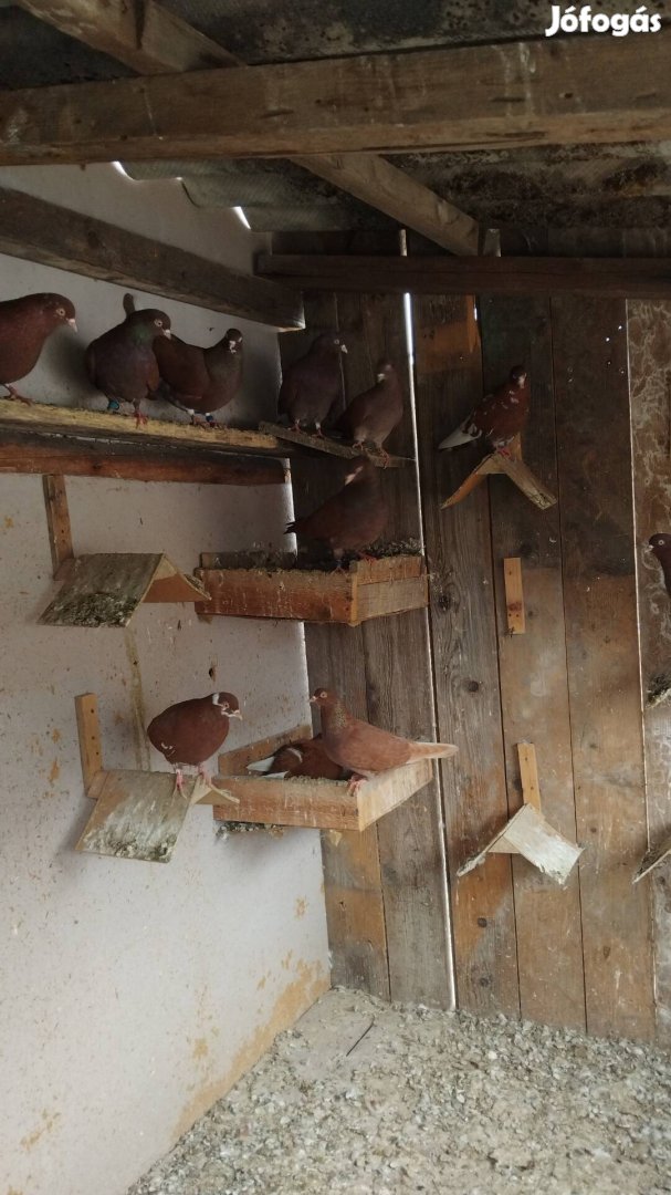 Eladó börmingeni galambok